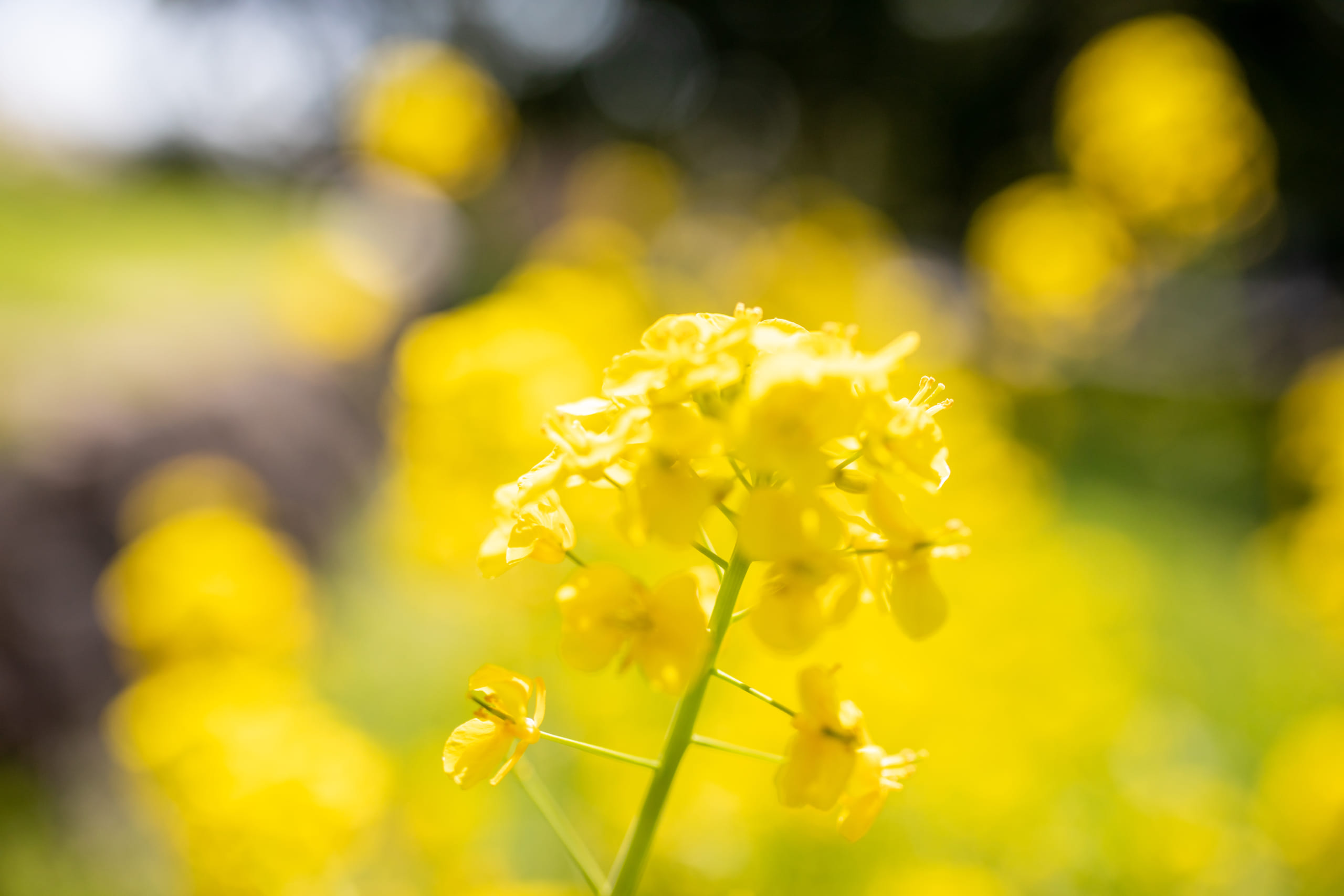 菜の花とユキヤナギ-鶴見緑地公園