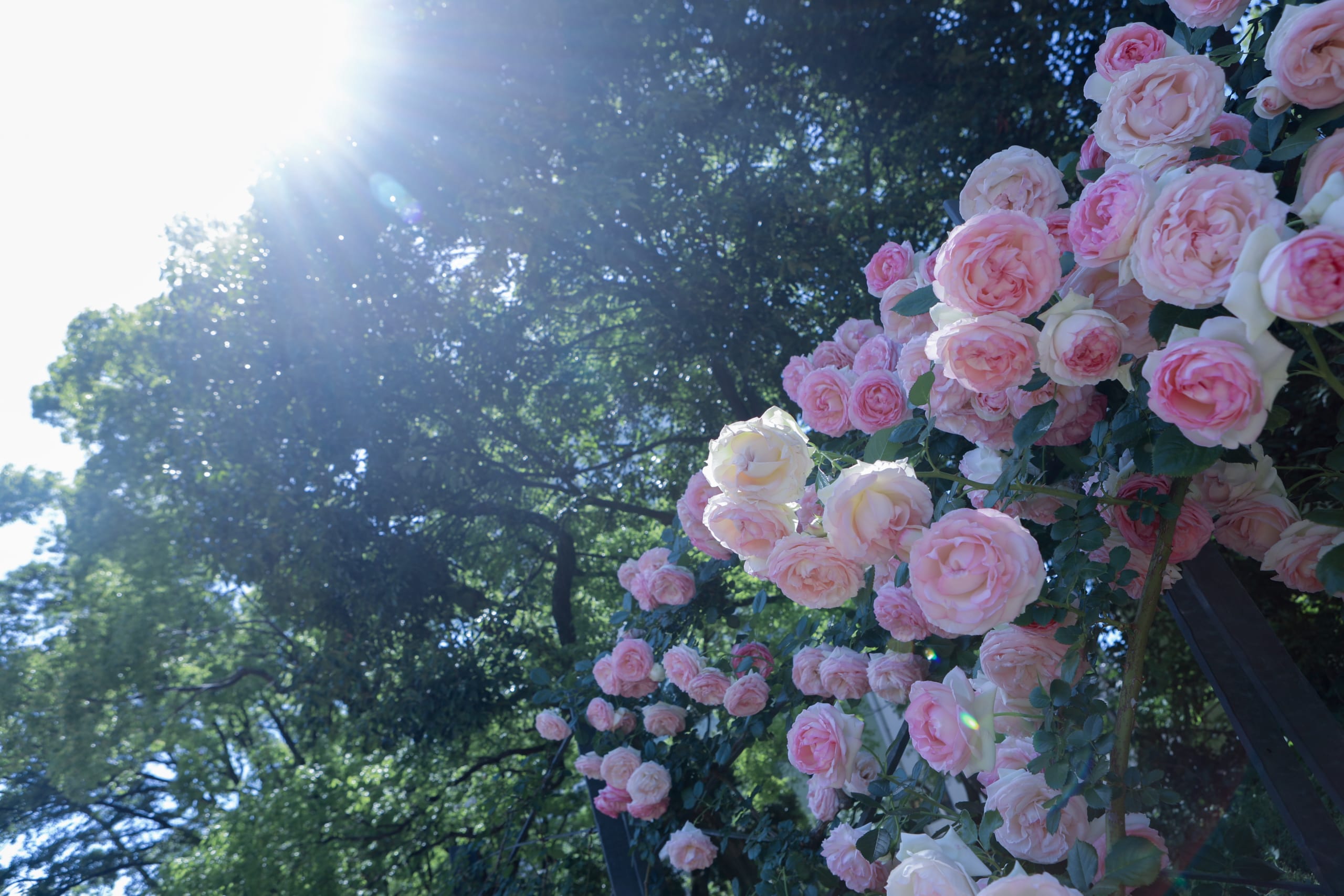 靭公園のバラ