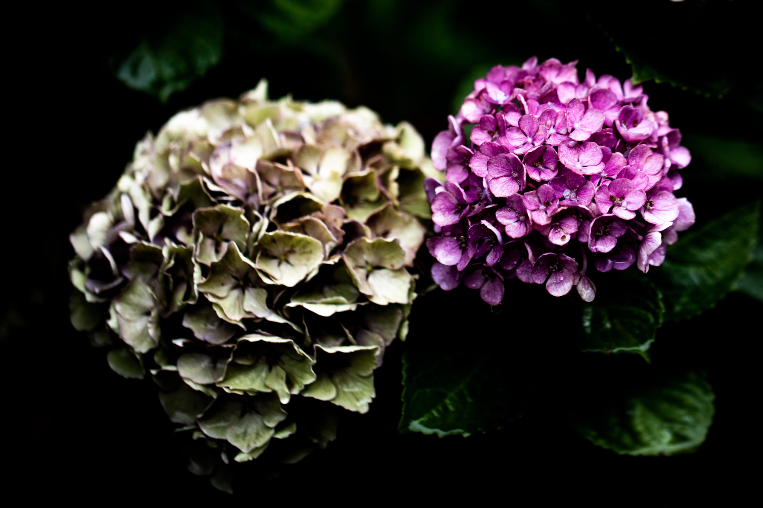 2020梅雨の草花 – 紫陽花等